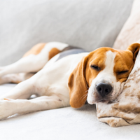 Dog sleeping on the couch with his head on a pillow